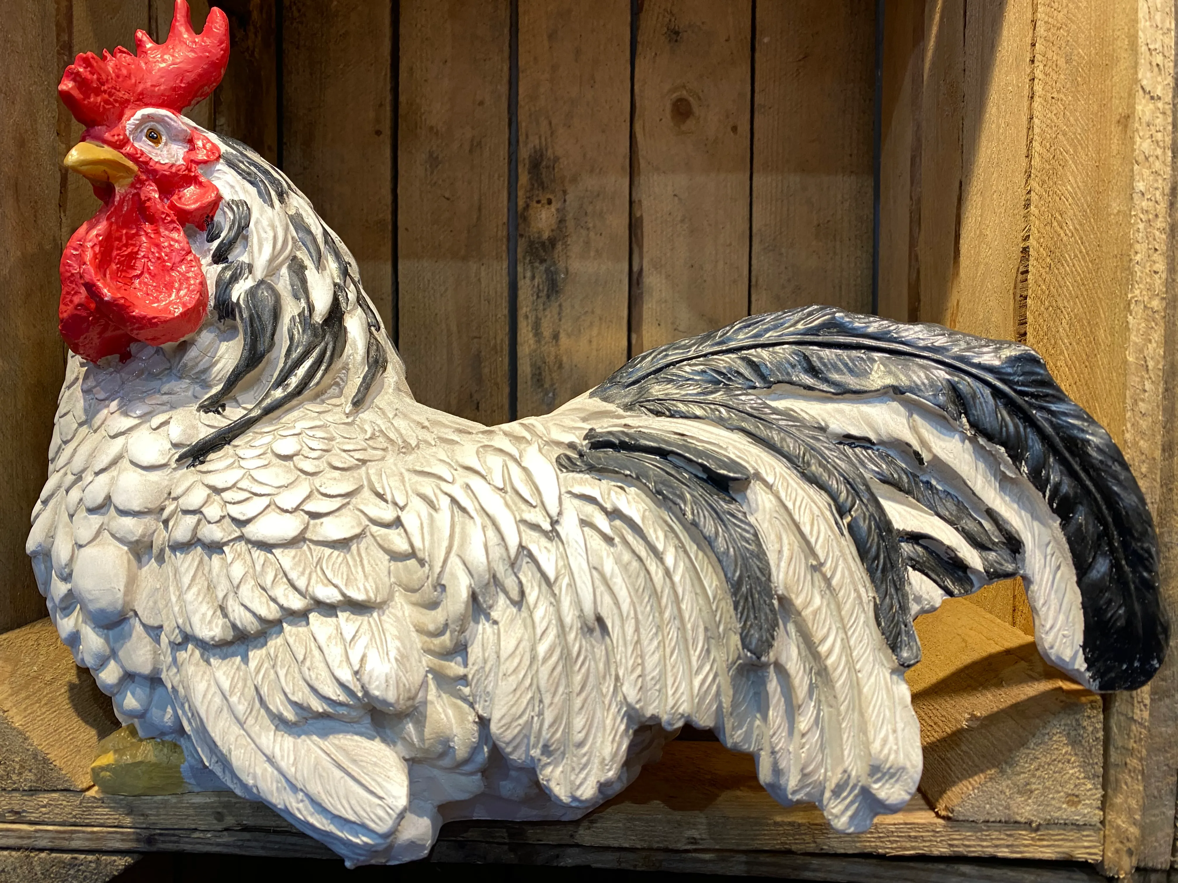 Black & white cockerel - sitting