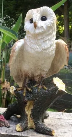 Barn owl