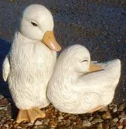 Cute ducks