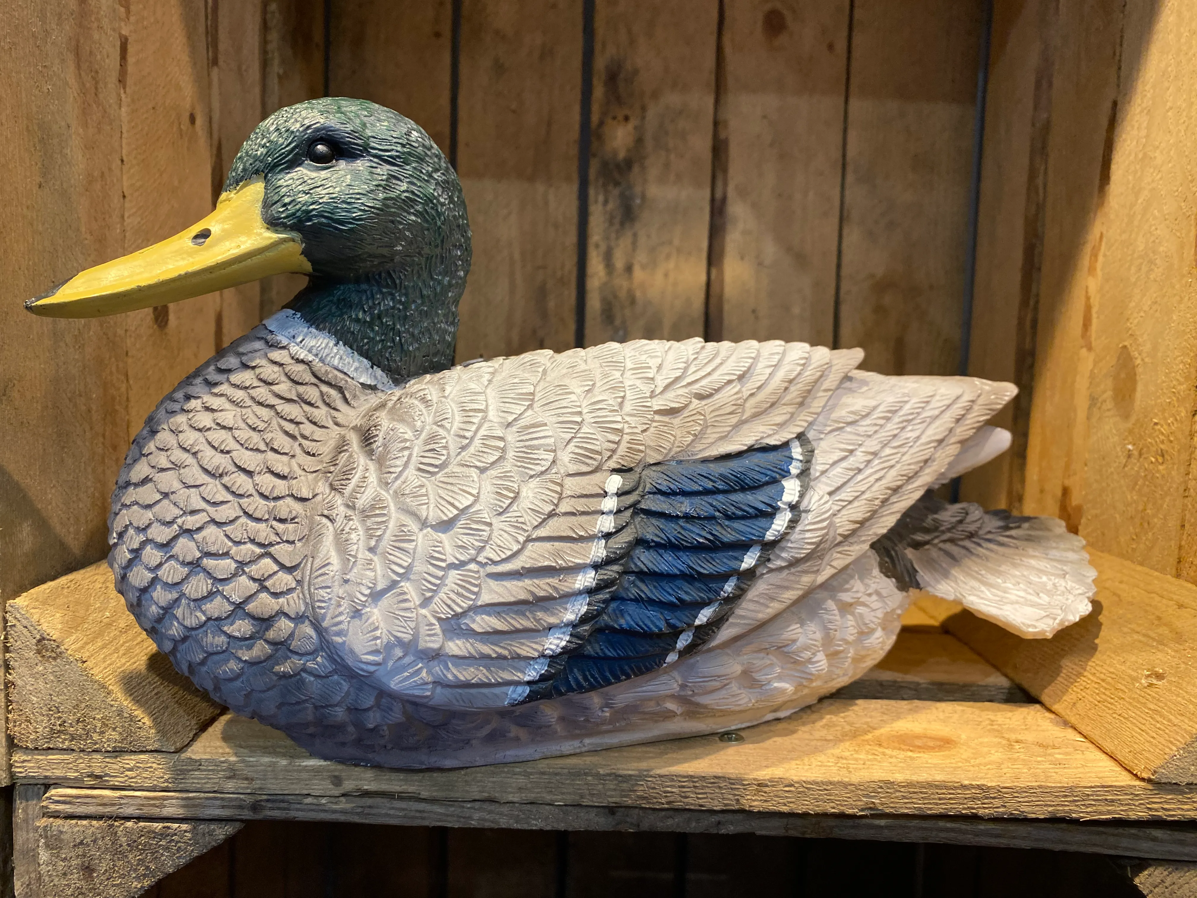 Male mallard