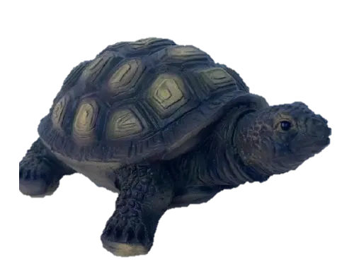 Tortoise - Coloured