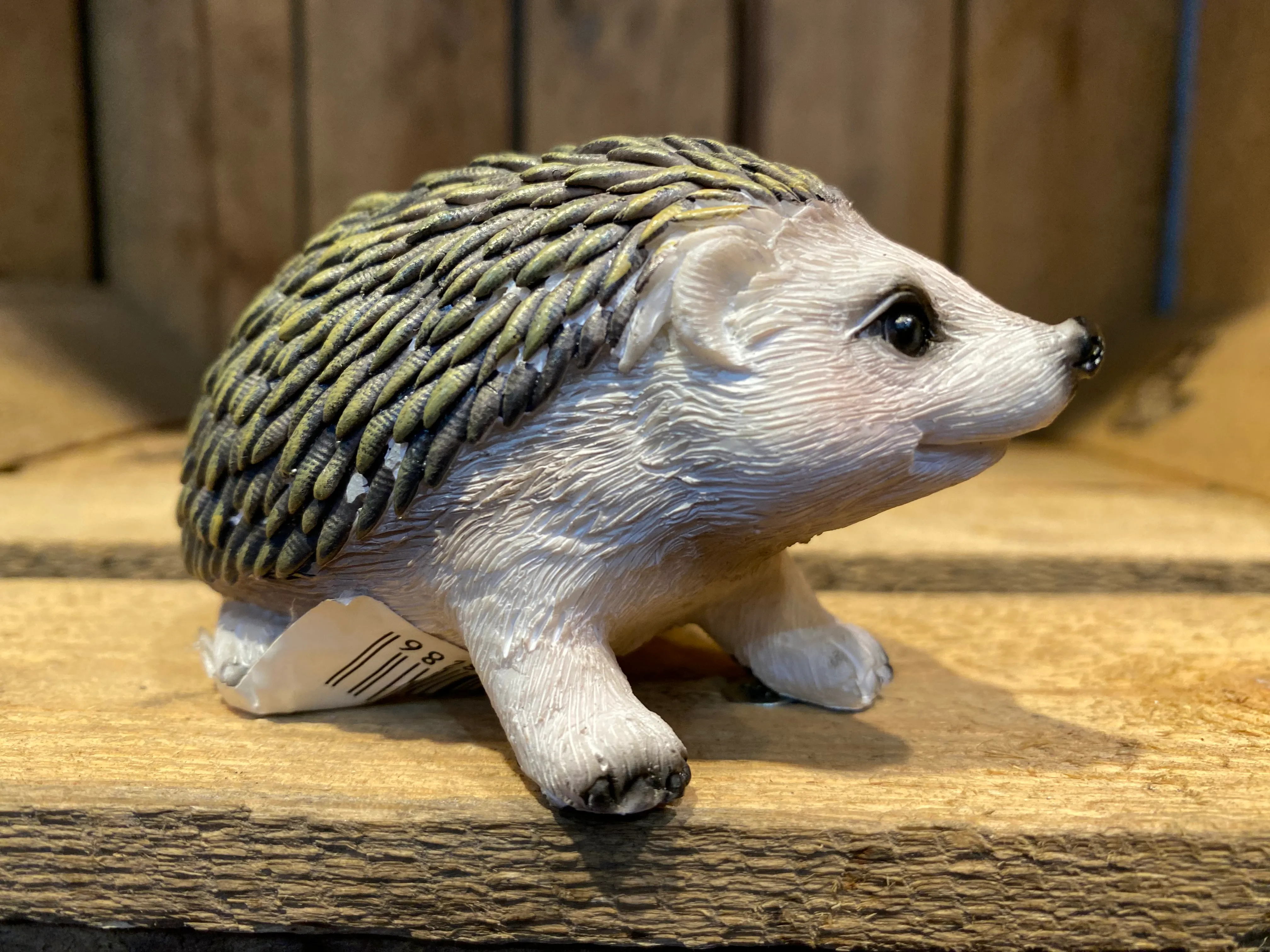 Miniature Hedgehog