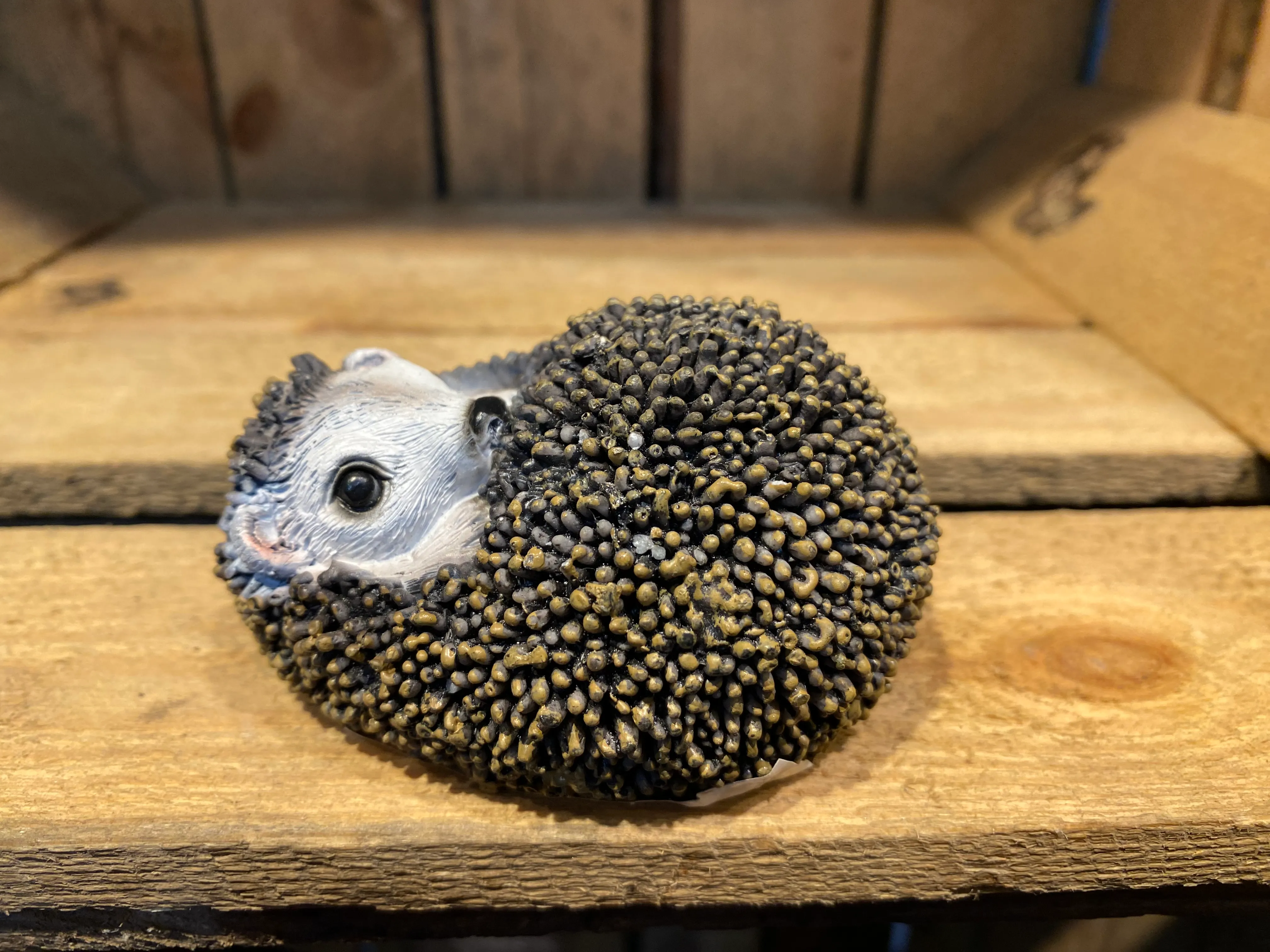 Miniature Baby Hedgehog