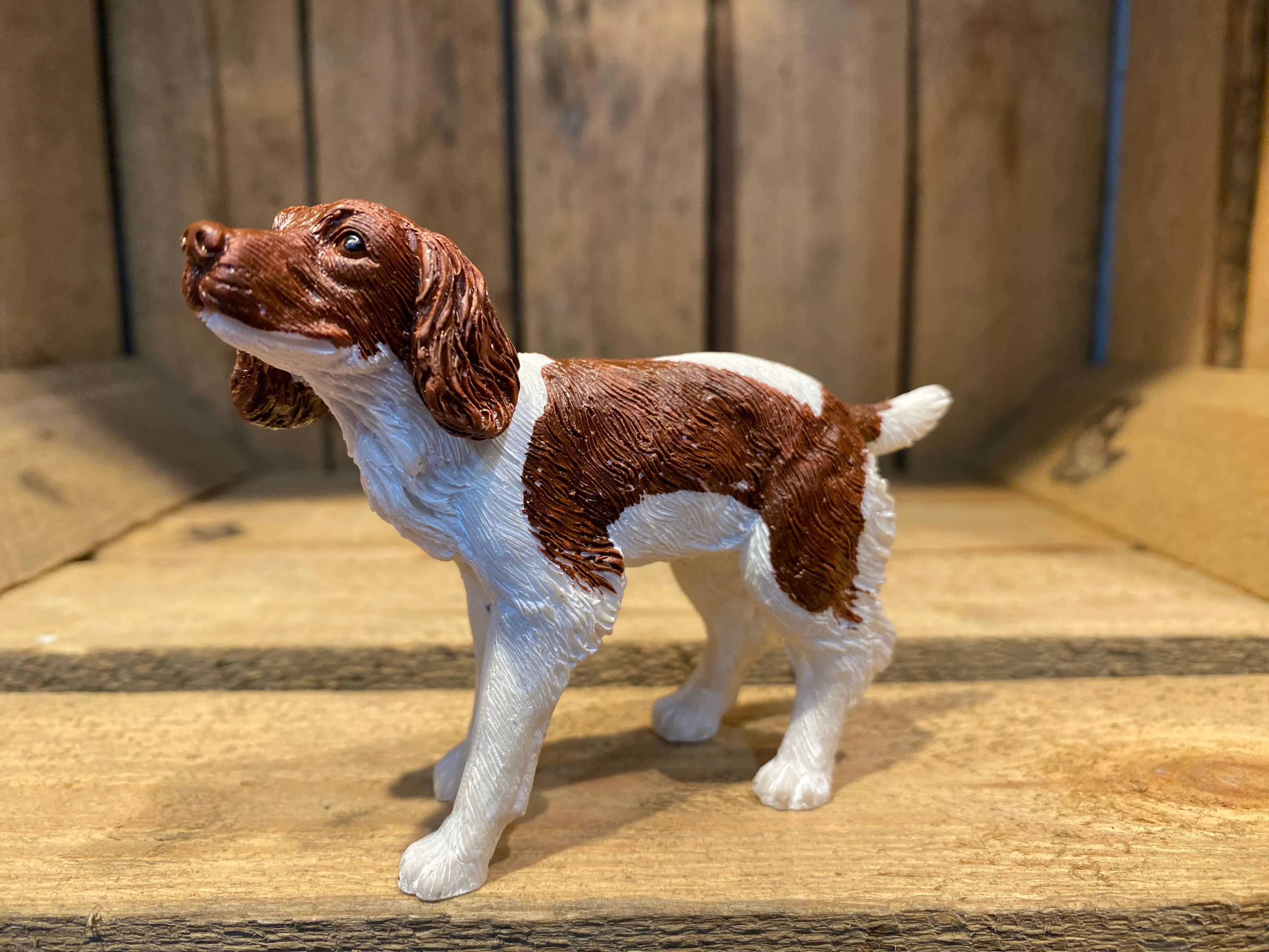 Miniature Spaniel Coloured