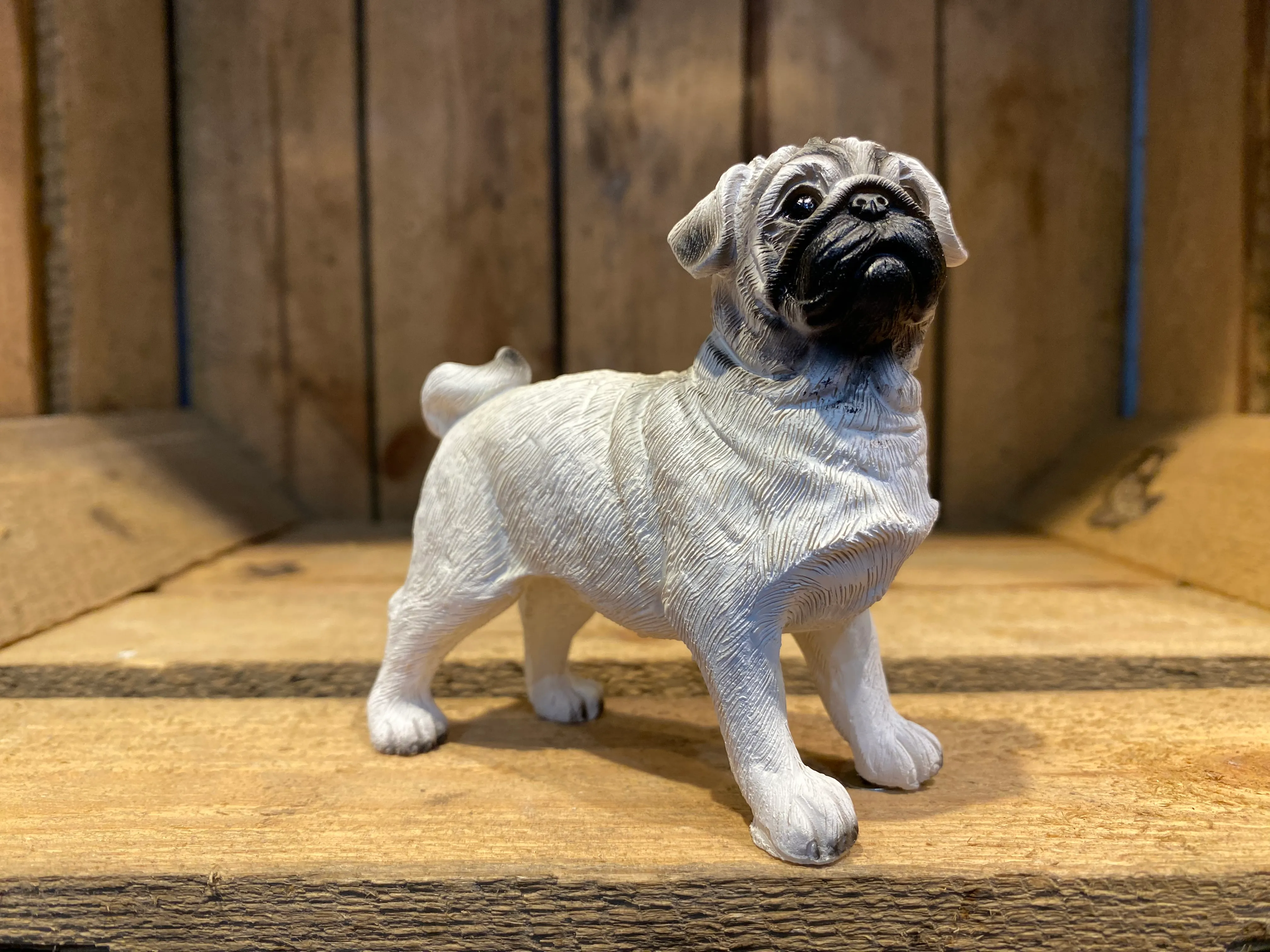 Miniature Pug Coloured