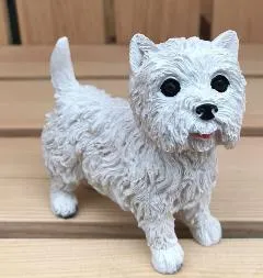 Miniature Westie Coloured