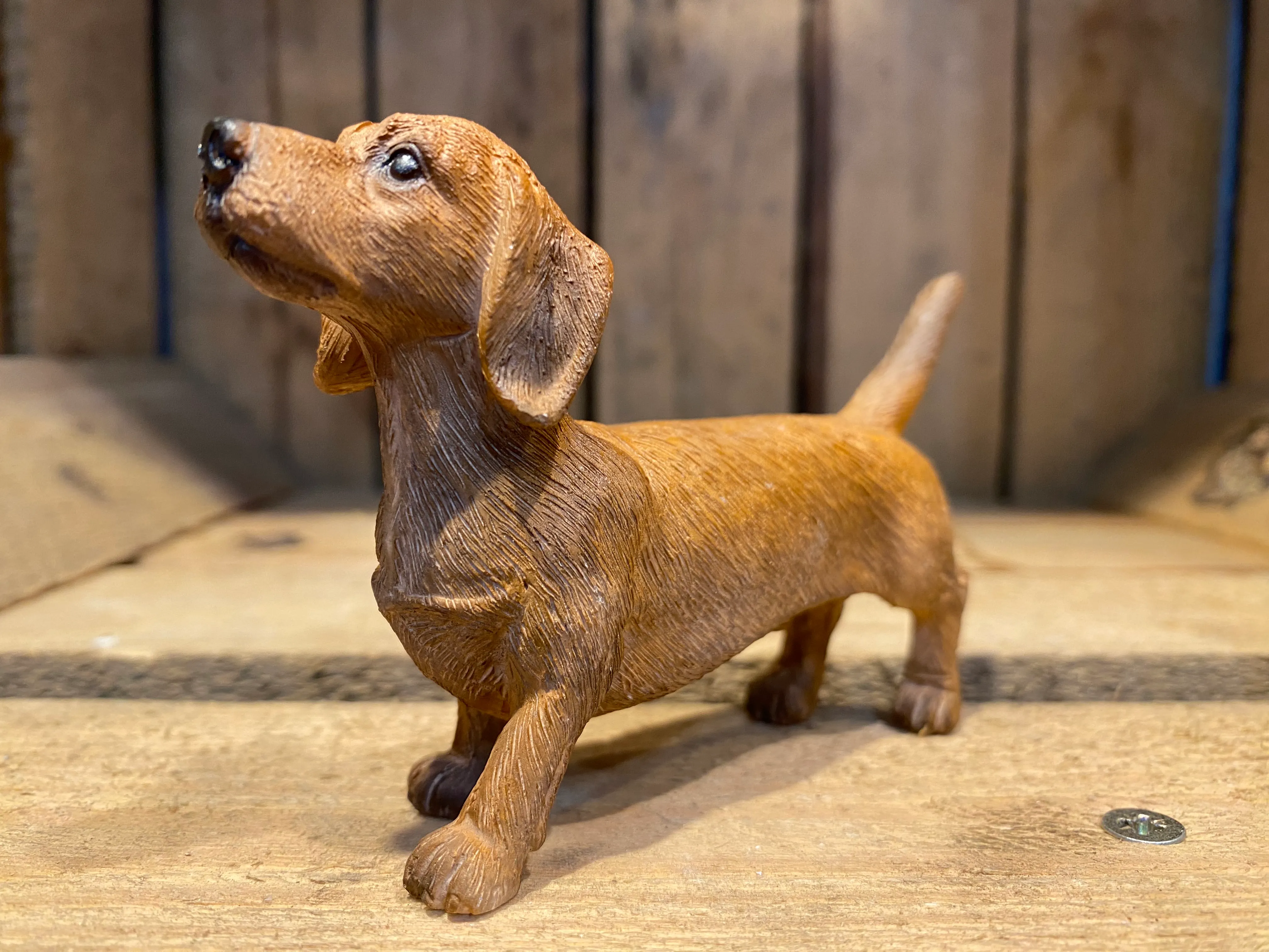 Miniature Dachshund Coloured