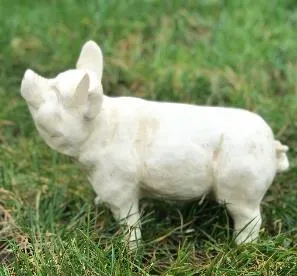 White Pig