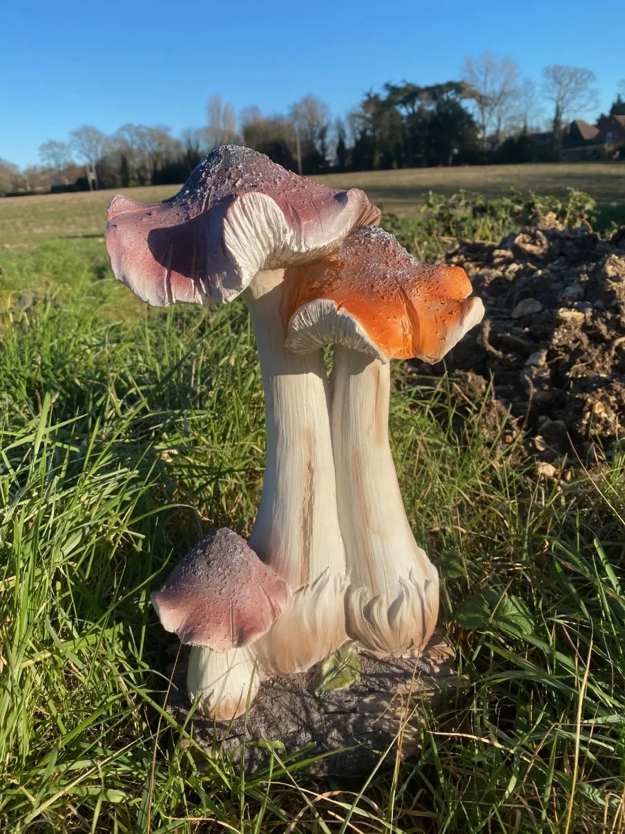 Fairy garden fungi